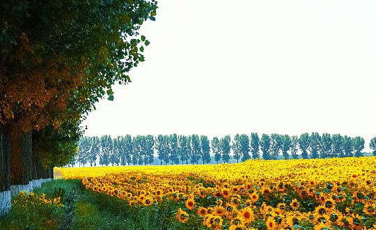 有內涵的小孩起名大全女孩:文穎有寓意