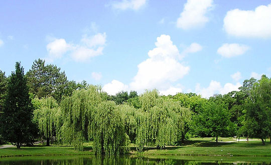 冬奧冠軍起名訣竅，生辰八字取名
